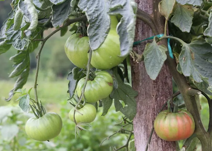 Balentziaga Feriegård Azcoitia