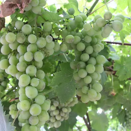 Balentziaga Azcoitia